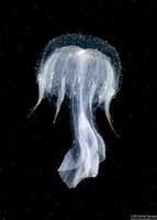 Chrysaora fuscescens (Brown Jellyfish)