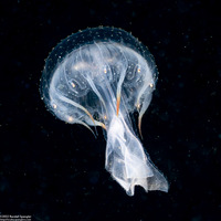 Chrysaora fuscescens (Brown Jellyfish)