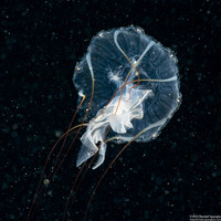 Chrysaora fuscescens (Brown Jellyfish)