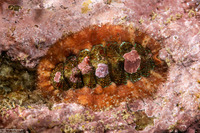 Mopalia spectabilis (Red-Flecked Mopalia)