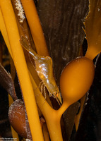 Heptacarpus sp.1 (Heptacarpus sp.1)