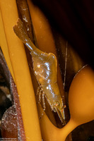 Heptacarpus sp.1 (Heptacarpus sp.1)