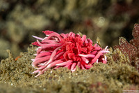 Okenia rosacea (Hopkins' Rose Nudibranch)