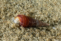 Turbonilla sp.1 (Turbonilla sp.1)