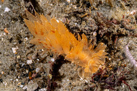 Dirona picta (Colorful Dirona)