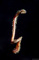 Cirratulidae sp.1 (Cirratulidae sp.1)