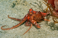 Octopus rubescens (Red Octopus)