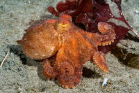 Octopus rubescens (Red Octopus)