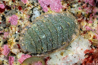 Lepidozona radians (Lepidozona Radians)