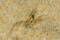 Emerita analoga (Pacific Mole Crab)