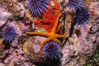 Henricia leviuscula (Blood Star)