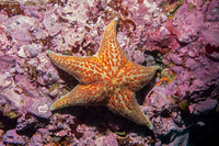 Dermasterias imbricata (Leather Star)