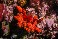 Clathria parthena (Clathria parthena)