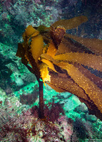 Eisenia arborea (Southern Sea Palm)