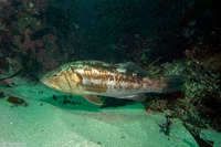 Paralabrax clathratus (Kelp Bass)