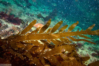 Desmarestia latissima (Desmarestia Latissima)