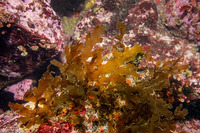 Dictyota binghamiae (Mermaid's Gloves)