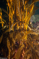 Macrocystis pyrifera (Giant Kelp)