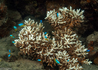 Acropora granulosa (Granular Table Coral)
