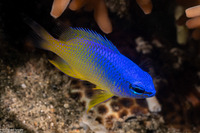 Chrysiptera oxycephala (Bluespot Damsel)