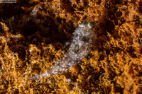 Anaora tentaculata (Leafy Dragonet)