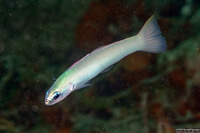 Ptereleotris microlepis (Pearly Dartfish)