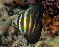 Zebrasoma veliferum (Pacific Sailfin Tang)