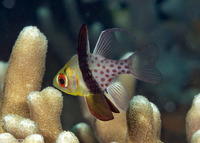 Sphaeramia nematoptera (Pajama Cardinalfish)