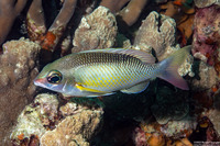 Scolopsis margaritifera (Pearly Monocle Bream)