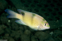 Dischistodus perspicillatus (White Damsel)