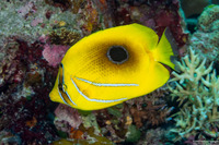 Chaetodon bennetti (Eclipse Butterflyfish)
