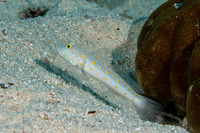 Valenciennea puellaris (Orange-Dashed Goby)