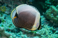Chaetodon reticulatus (Reticulated Butterflyfish)