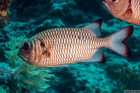 Myripristis adusta (Shadowfin Soldierfish)