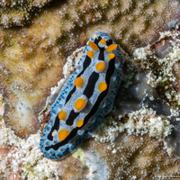 Phyllidia coelestis (Celestial Phyllidia)