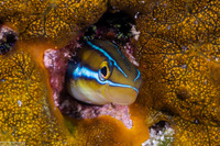 Plagiotremus rhinorhynchos (Bluestriped Fangblenny)