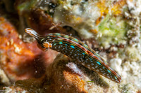 Thuridilla gracilis (Slender Sapsucking Slug)