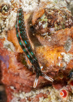 Thuridilla gracilis (Slender Sapsucking Slug)