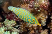 Oxymonacanthus longirostris (Longnose Filefish)