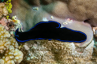 Pseudoceros sapphirinus (Sapphire Flatworm)