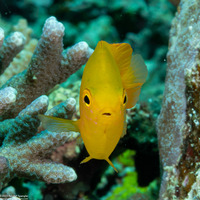 Pomacentrus moluccensis (Lemon Damsel)