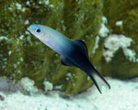 Ptereleotris evides (Twotone Dartfish)