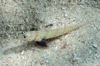 Amblyeleotris guttata (Spotted Shrimpgoby)