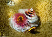 Spirobranchus sp.1 (Christmas Tree Worm)
