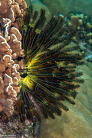Anneissia bennetti (Bennett's Feather Star)