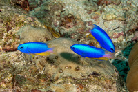 Pomacentrus coelestis (Neon Damsel)