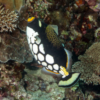 Balistoides conspicillum (Clown Triggerfish)