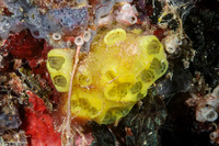 Aplidium longithorax (Aplidium Longithorax)