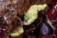 Symplegma rubra (Symplegma Rubra)