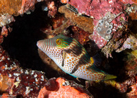Canthigaster valentini (Black-Saddled Toby)